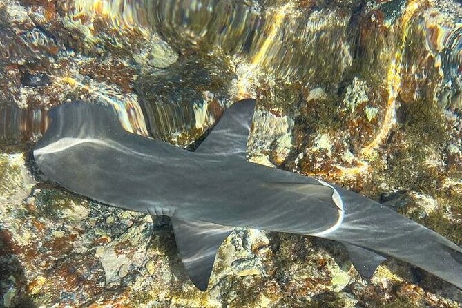 3-Hour Shark Bay and Salt Lakes in Sal Island Guided Tour - Meeting lemon sharks at Shark Bay