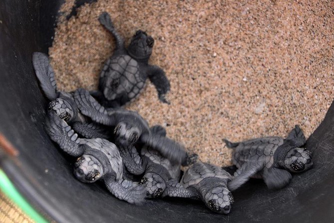 4h Turtle Watching with SSV Buggy Night 4WD - What the guides and mechanics add