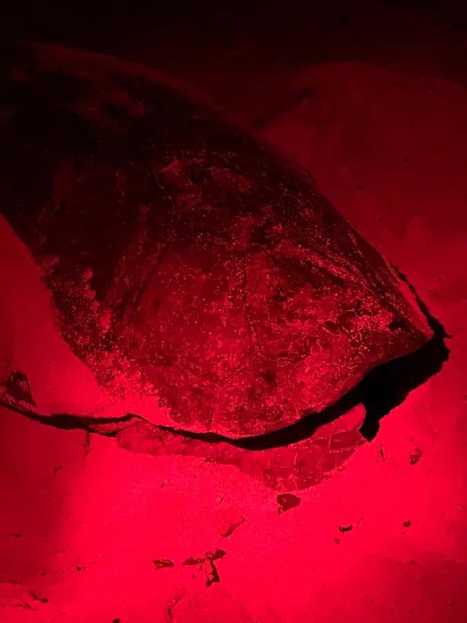 Boa Vista: Guided Turtle Experience with a Certified Guide - Why Boa Vista’s turtles are worth a late-night outing