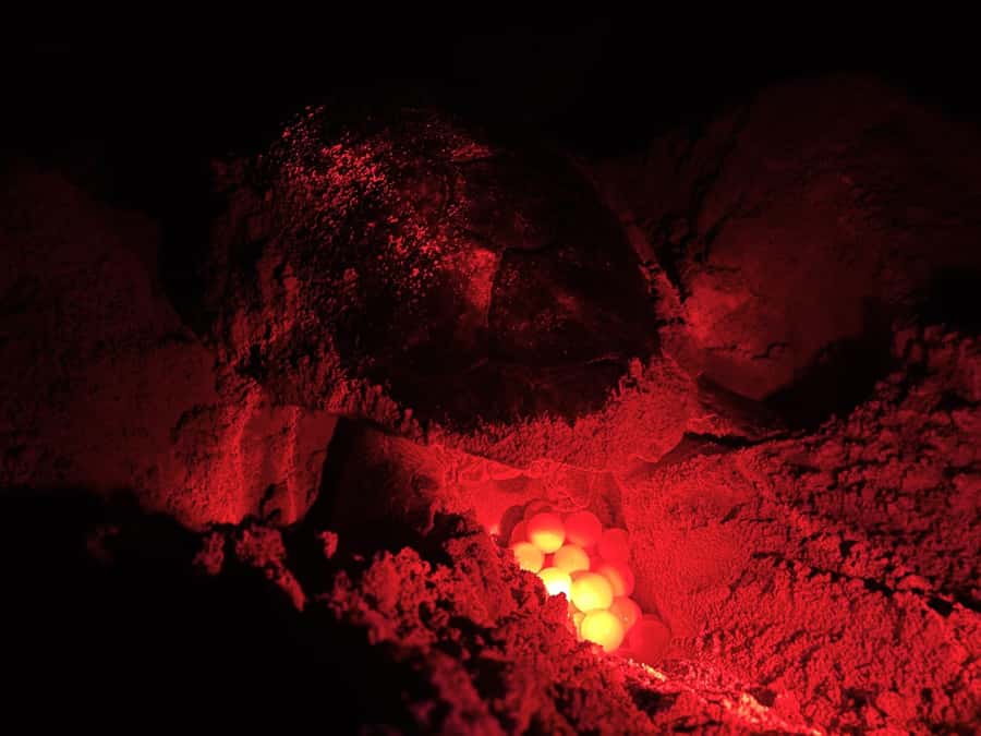 Boa Vista: Guided Turtle Experience with a Certified Guide - Waiting in darkness for a loggerhead