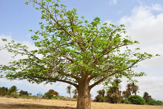 Boa Vista Island: Full-Day Wild Beaches & Viana Desert Experience - The rough road to João Barrosa