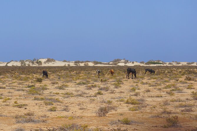 Boa Vista Island: Full-Day Wild Beaches & Viana Desert Experience - Ervatão Beach and the loggerhead turtles