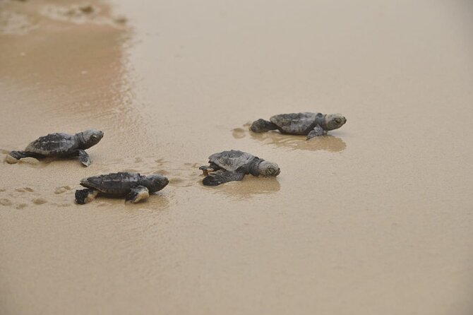 Boa Vista Island: Full-Day Wild Beaches & Viana Desert Experience - Fonte Vicente Oasis and the plants of São Jorge