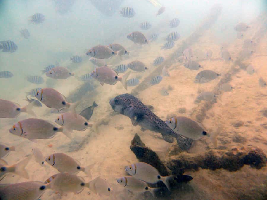 Boa Vista: Motoryacht Trip with Fishing, Snorkel, Beach BBQ - Is $111 a fair price?