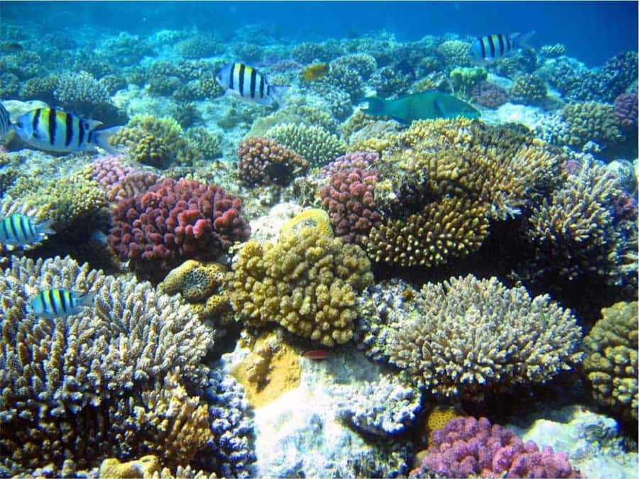 Boa Vista Reef Snorkeling in Gatas Bay / Aperitif with Locals - Key points to know before booking