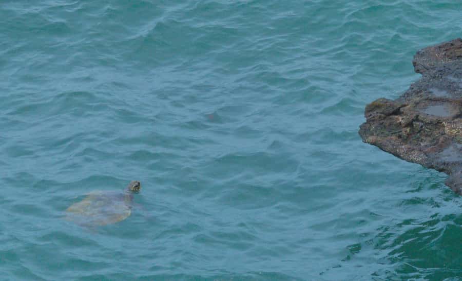 Boa Vista: Shark, Turtles, Cave, Sandboarding & Tasting Tour - Key points at a glance