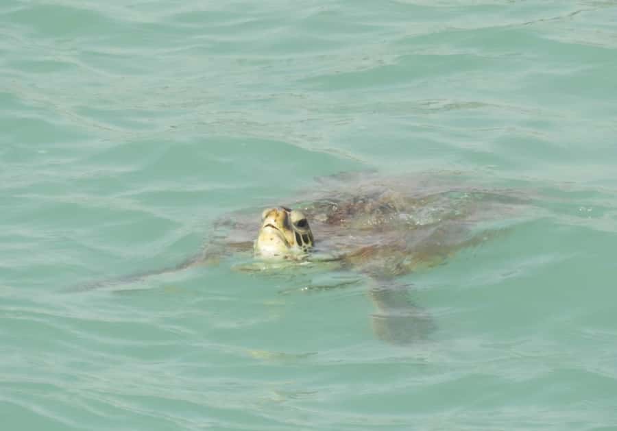 Boa Vista: Turtles, Sharks, City of Sal Rei, Santa Monica Beach, Shipwreck ... - Why this tour works for seeing Boa Vista in one day