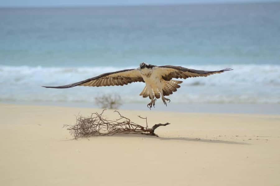 Boa Vista: Turtles, Sharks, City of Sal Rei, Santa Monica Beach, Shipwreck ... - The Santa Maria shipwreck at the coast