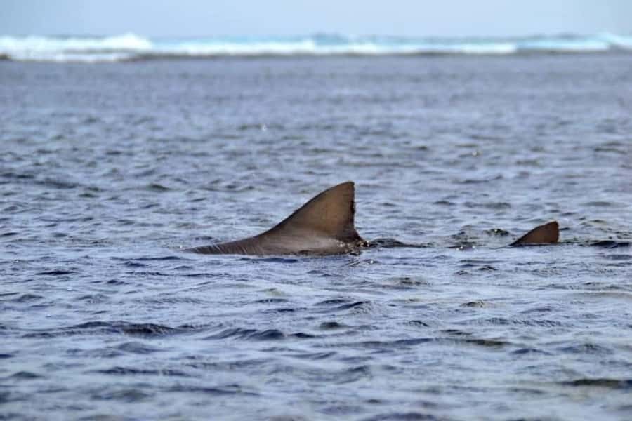 Boa Vista: Turtles, Sharks, City of Sal Rei, Santa Monica Beach, Shipwreck ... - Heading south through Boa Vista’s open scenery