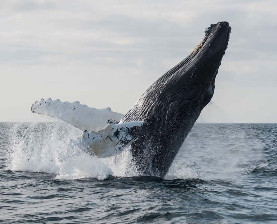 Boa Vista: Whale Watching Trip with Motoryacht - Key points to know before booking