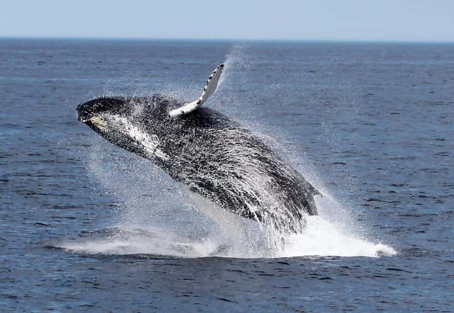Boa Vista: Whale Watching Trip with Motoryacht - Should you book the Boa Vista motoryacht trip?
