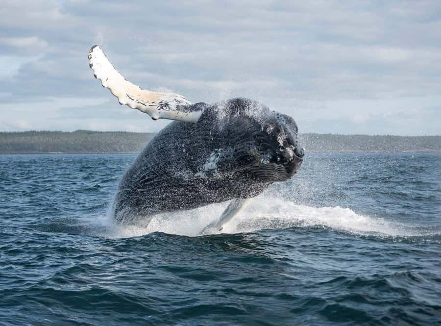 Boa Vista: Whale Watching Trip with Motoryacht - Why Boa Vista is a seasonal whale-watching spot