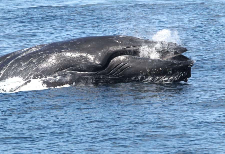 Boa Vista: Whale Watching Trip with Motoryacht - Boarding the motoryacht and meeting the crew