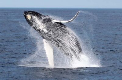 Boa Vista: Whale Watching Trip with Motoryacht