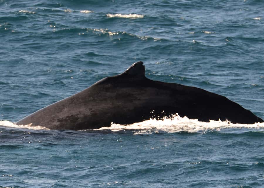 Boa Vista: Whale Watching Trip with Motoryacht - Practical timing advice for the best chance