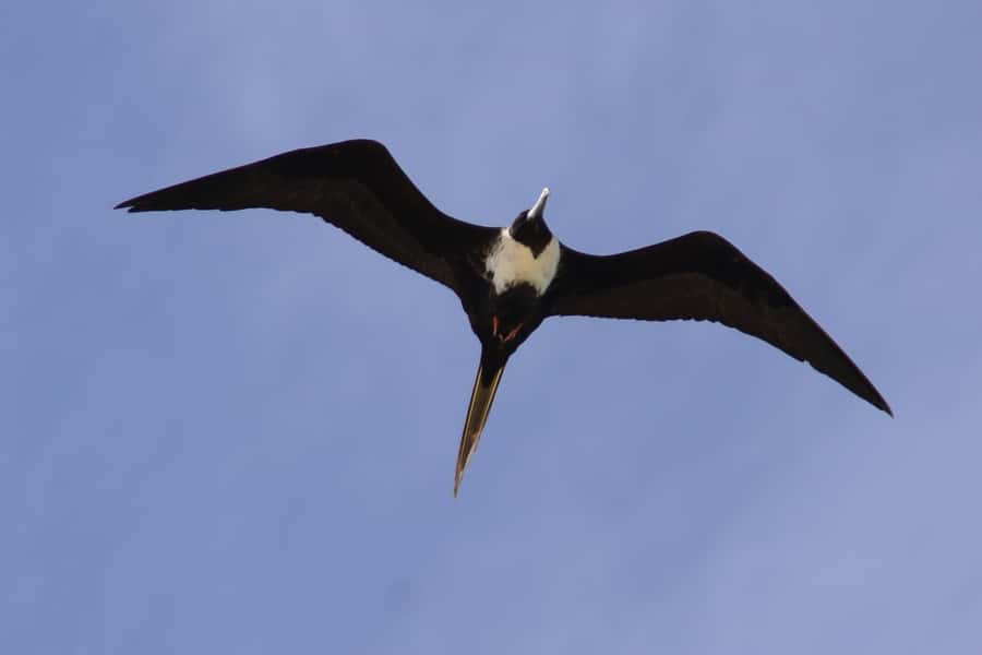 Boavista: Private Birdwatching Expedition in natural Habitat - Booking decision: a good private nature outing with one key question
