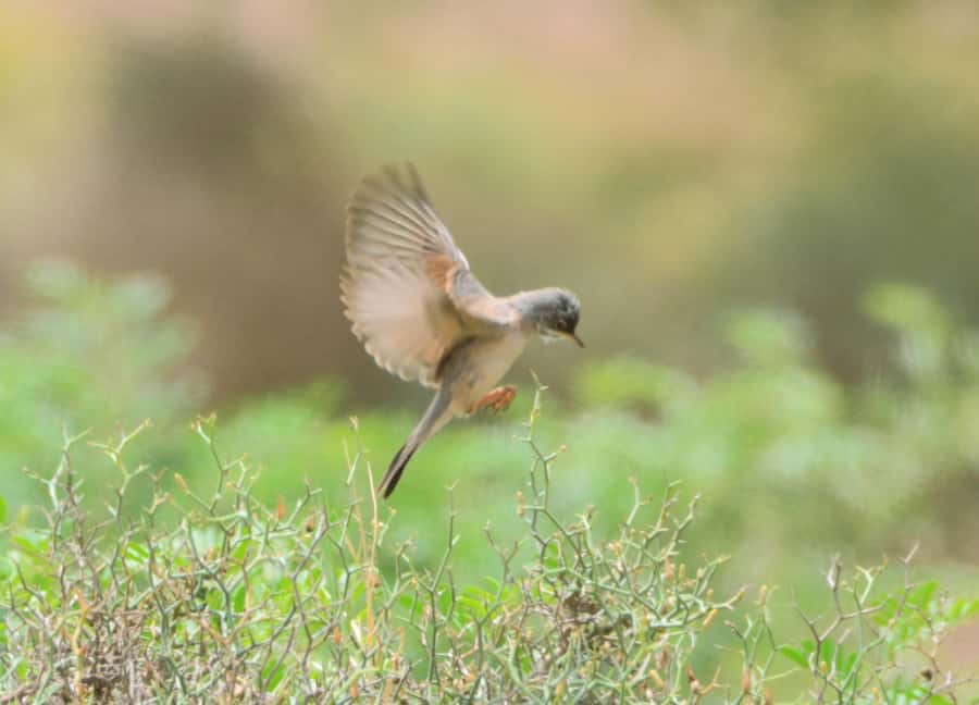 Boavista: Private Birdwatching Expedition in natural Habitat - Why this private Boa Vista bird tour is worth considering