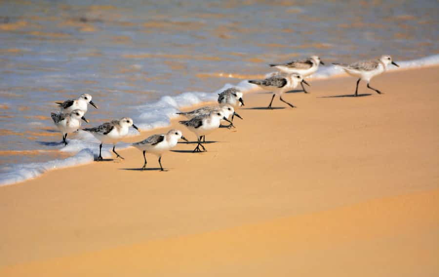 Boavista: Private Birdwatching Expedition in natural Habitat - Wetlands and salt marshes: the best places to watch carefully