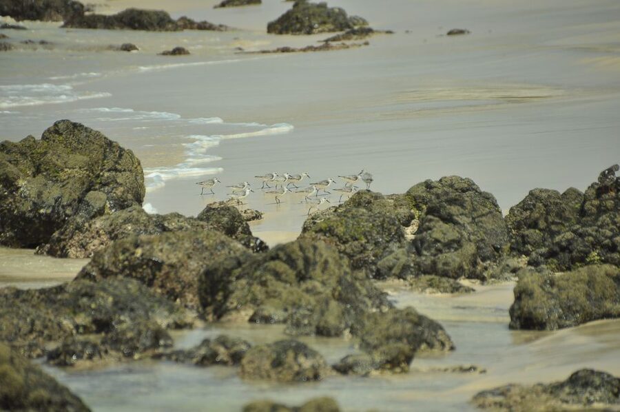 Boavista: Private Birdwatching Expedition in natural Habitat - Coastal areas and open country around Boa Vista