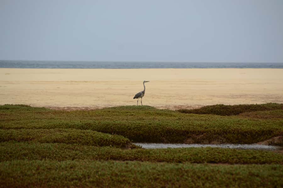 Boavista: Private Birdwatching Expedition in natural Habitat - Choosing the right season for bird sightings