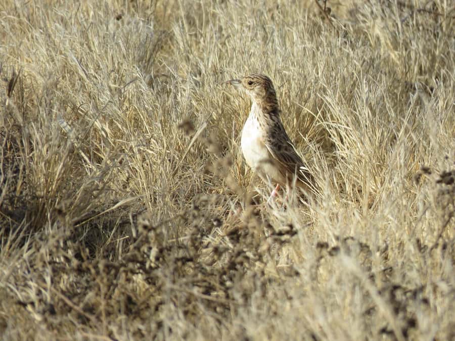 Boavista: Private Birdwatching Expedition in natural Habitat - The guide can make or break the morning