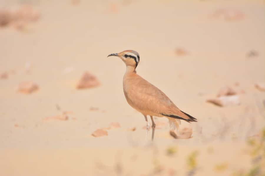 Boavista: Private Birdwatching Expedition in natural Habitat - What to pack for four hours outdoors