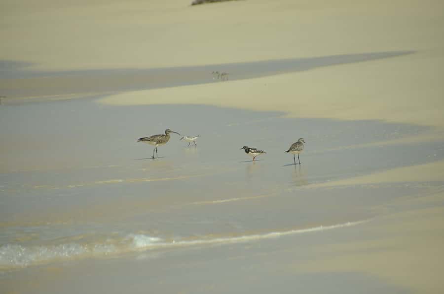 Boavista: Private Birdwatching Expedition in natural Habitat - Who will get the most from this outing