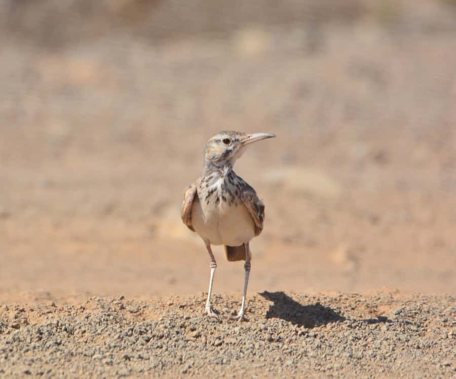 Boavista: Private Birdwatching Expedition in natural Habitat - Setting out from your hotel in a private 4x4