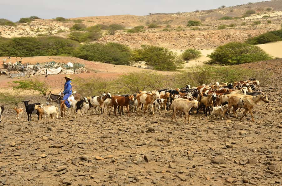 Boavista: Traditional & Local Experience Tour - Joao Galego and the island’s farming communities