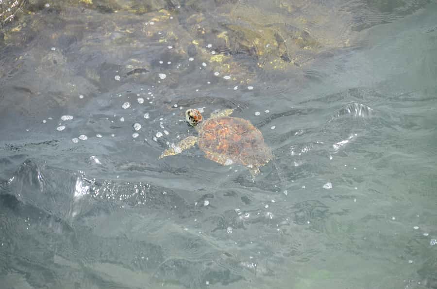 Boavista: Turtle, Shark, Santa Monica, Sandboard & Tasting - Key points at a glance