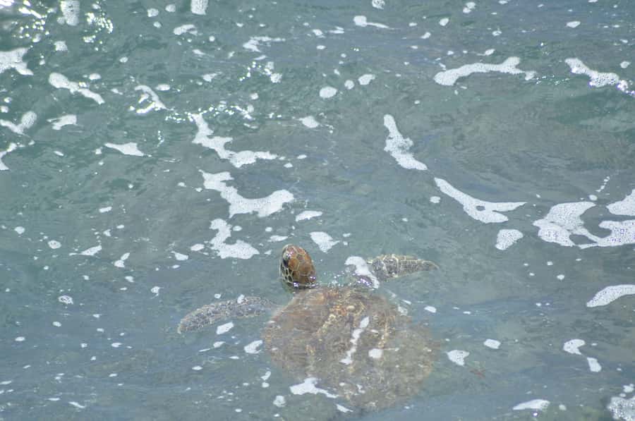 Boavista: Turtle, Shark, Santa Monica, Sandboard & Tasting - Is $76 good value?