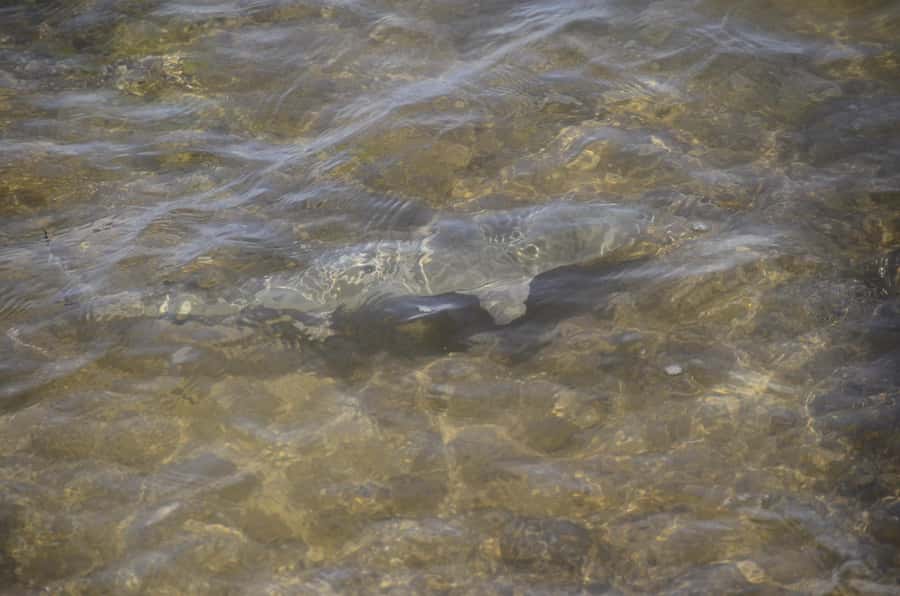 Boavista: Turtle, Shark, Santa Monica, Sandboard & Tasting - Morro de Areia and the walk back up