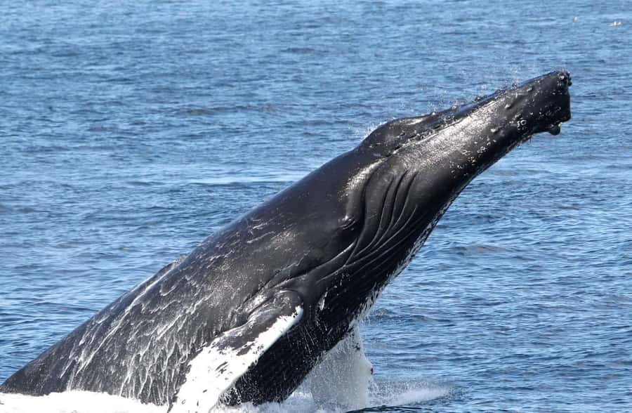 Boavista: Whale Watching half day trip - Searching the waters around Boa Vista