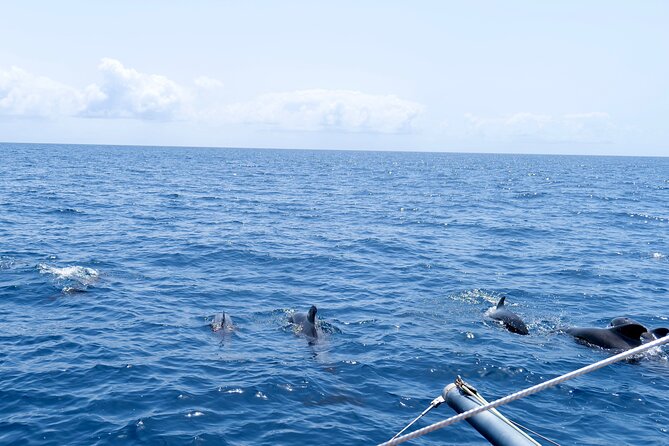 Catamaran Half Day - Beautiful day on the Atlantic Ocean - The crew makes the biggest difference