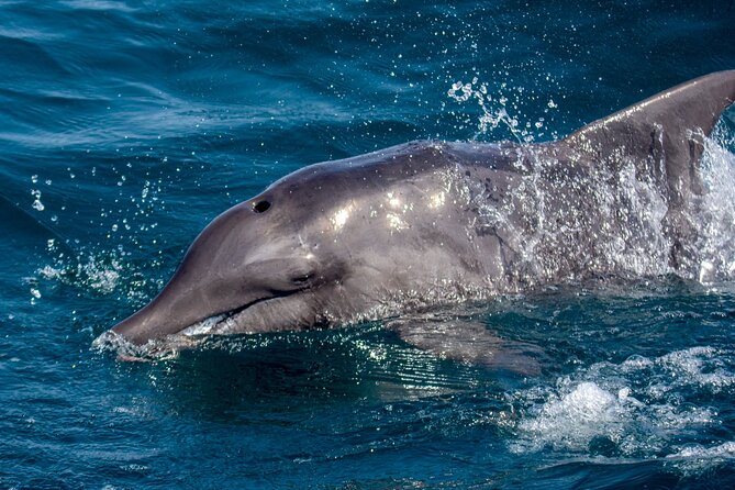 Catamaran Sailing Tour or Whale Watching at Boa Vista - Why the small catamaran matters