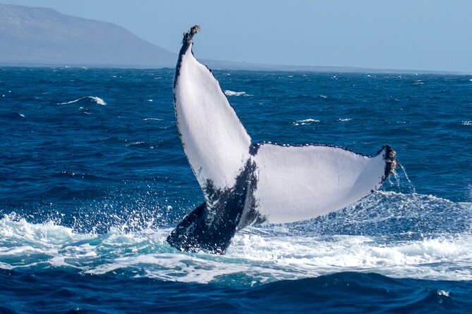 Catamaran Sailing Tour or Whale Watching at Boa Vista - Is $84.92 a fair price?