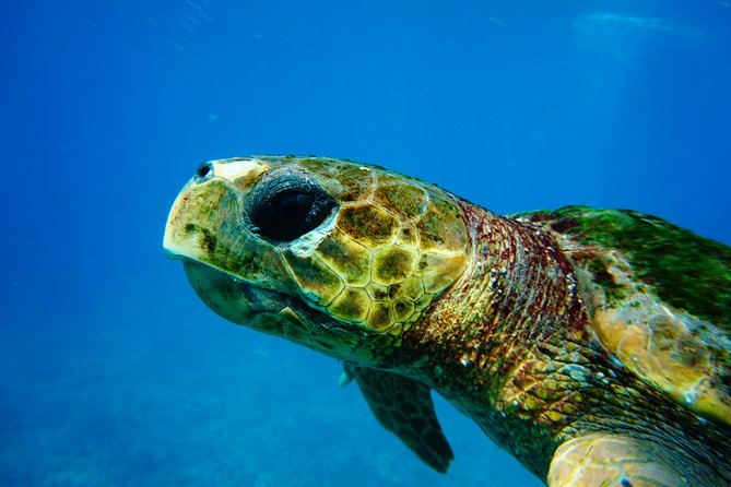Discover Scuba Diving in Sal - Key points for your first Sal scuba session