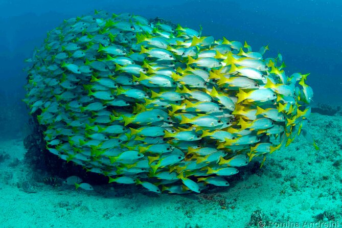 Discover Scuba Diving in Sal - What to expect from the instruction