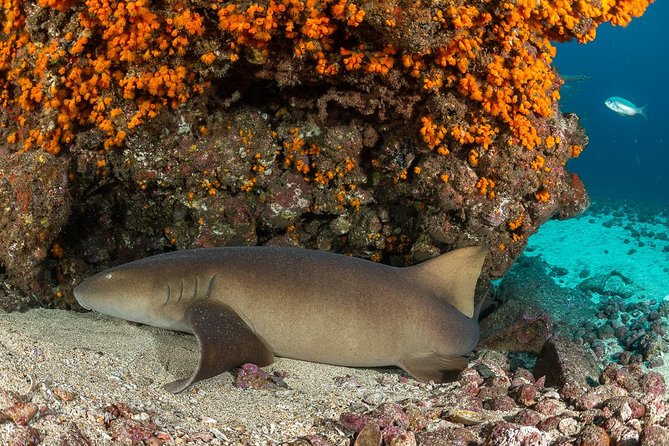 Double Diving in Sal Island - Half Day - The practical timing in Santa Maria