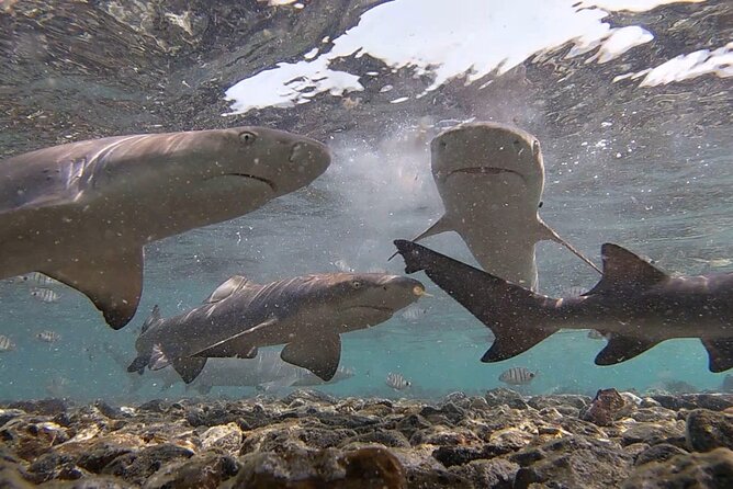 Experience on Sal Island with native and certified guide (including sharks) - Murdeira Bay offers a quieter coastal pause