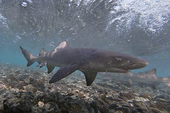 Experience on Sal Island with native and certified guide (including sharks) - Pedra de Lume’s old village adds useful context