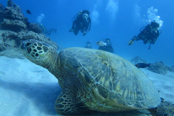 First Diving Experience Try Dive - Starting at Santa Maria at 2:00 pm