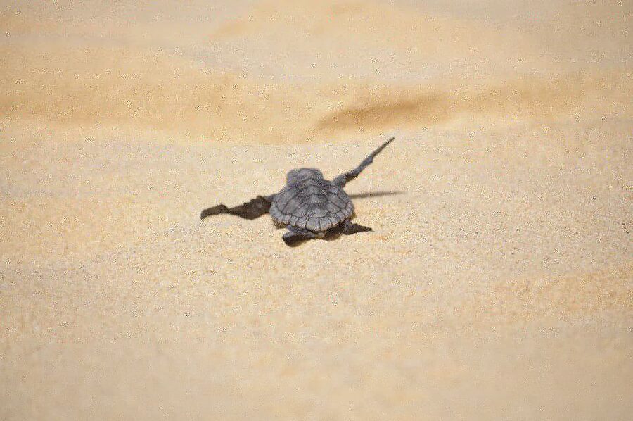 From Boa Vista: Turtle Watching and Nesting Evening Tour - What you may see during the turtle encounter