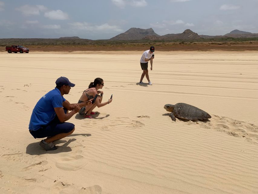From Boa Vista: Turtle Watching and Nesting Evening Tour - The 90-minute transfer and $94 price