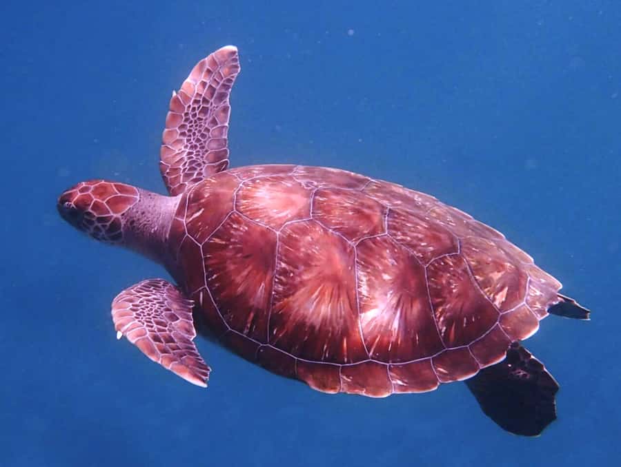From Mindelo: São Vicente's Enchanting Sea Turtle Snorkeling - The turtle encounter itself