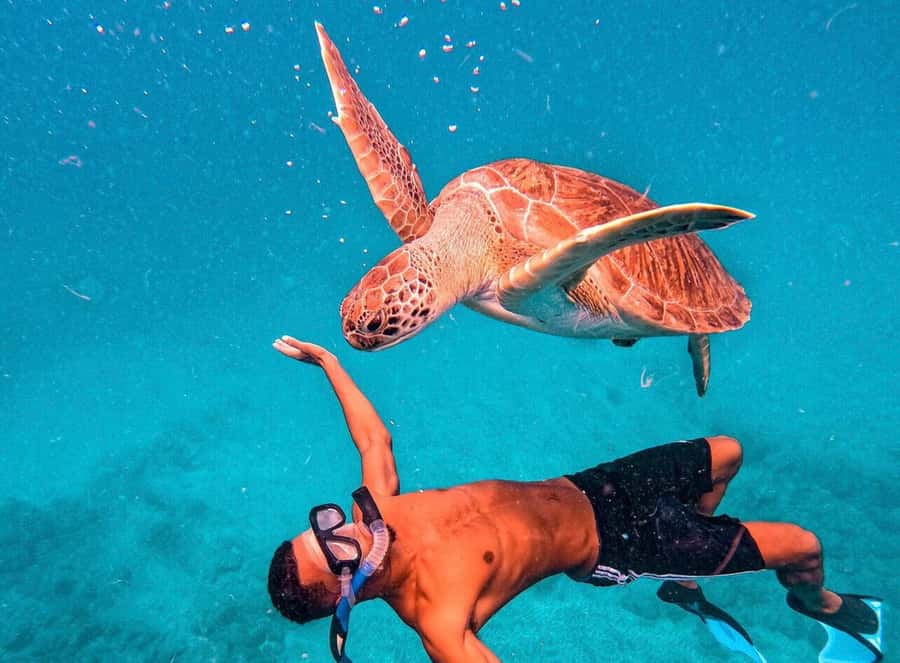 From Mindelo: São Vicente's Enchanting Sea Turtle Snorkeling - What the 90-minute schedule looks like