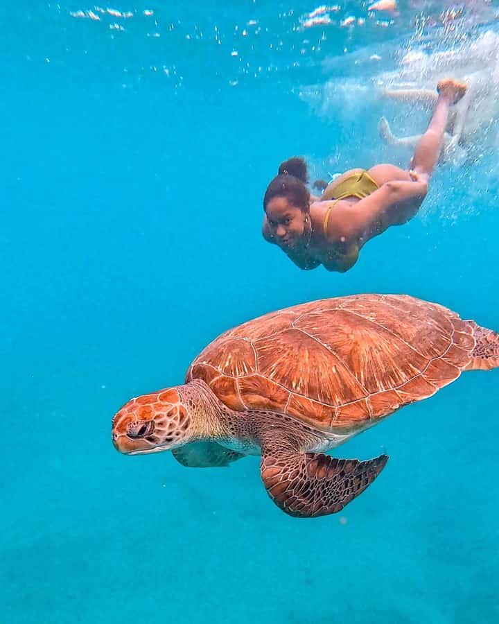From Mindelo: Snorkel and Swim with Sea Turtles - Key points at a glance