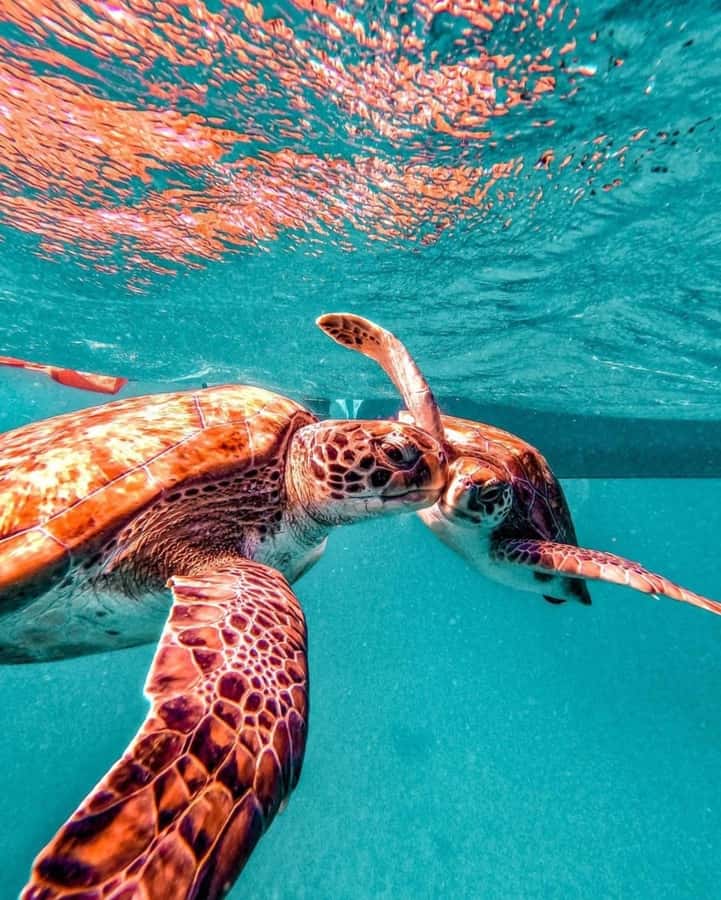 From Mindelo: Snorkel and Swim with Sea Turtles - Who should book this São Vicente outing?
