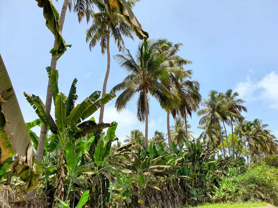 From Praia: Banana Plantation Tour and Cuscuz Workshop - The family connection makes the food matter
