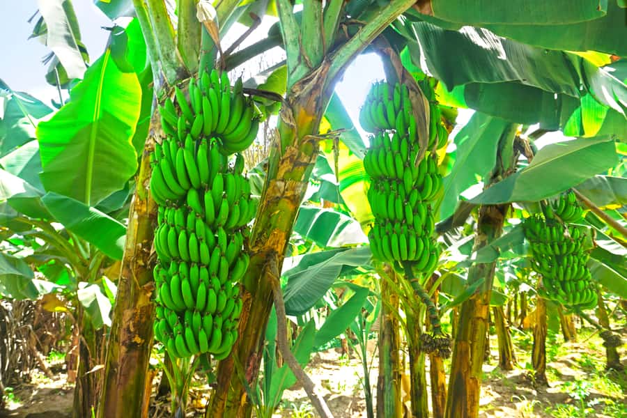 From Praia: Banana Plantation Tour and Cuscuz Workshop - Cooking cuscuz and fidjós in Orgãos